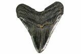 Fossil Megalodon Tooth - South Carolina #149416-2